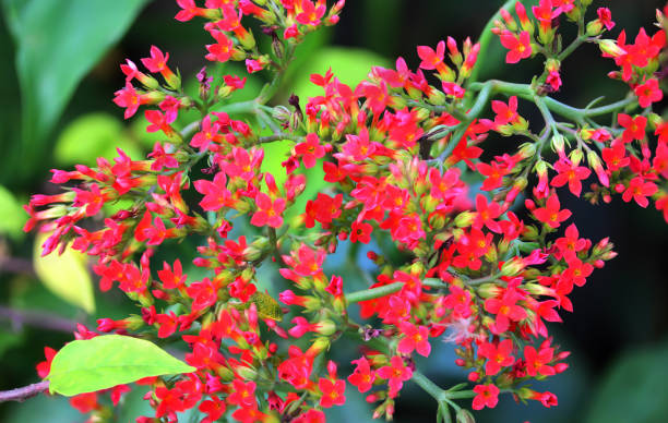 istock flowers and plants in the garden 978387054