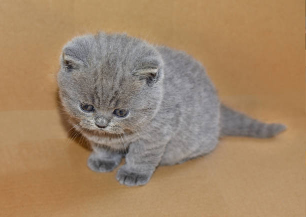 istock Portrait of cute British blue kitten. 978387114