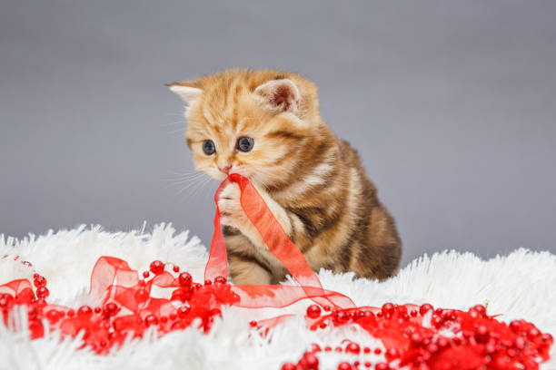 istock Kitten and Christmas decoration 978387444