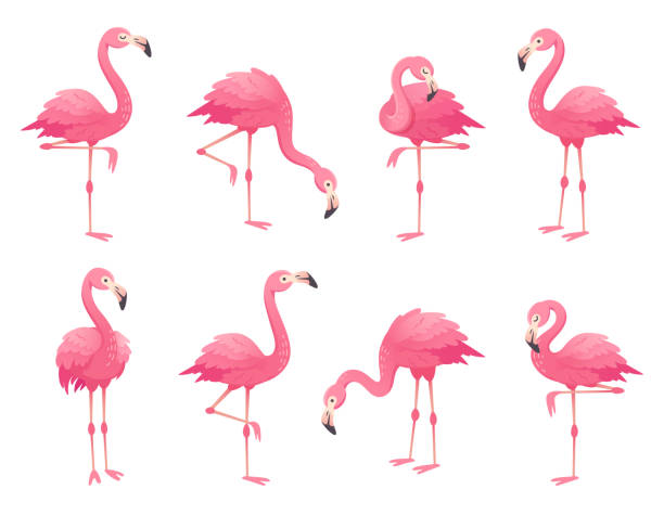 exotische rosa flamingos vögel. flamingo mit rosa federn auf einem bein stehen. rosig gefieder flam vogel cartoon-vektor-illustration - bird stock-grafiken, -clipart, -cartoons und -symbole