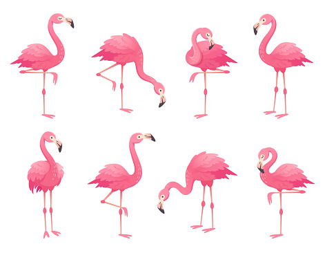 Exotic pink flamingos birds. Flamingo with rose feathers stand on one leg in wild african fauna. Zoo feather rosy plumage cute flam bird cartoon vector isolated set illustration