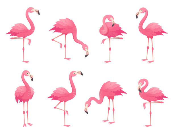 Exotic pink flamingos birds. Flamingo with rose feathers stand on one leg. Rosy plumage flam bird cartoon vector illustration Exotic pink flamingos birds. Flamingo with rose feathers stand on one leg in wild african fauna. Zoo feather rosy plumage cute flam bird cartoon vector isolated set illustration thin neck stock illustrations