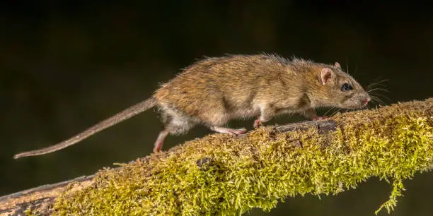 Photo of Strong Wild Brown rat at night