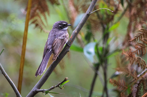 istock Grey Fantail Perched on a Branch 978405770