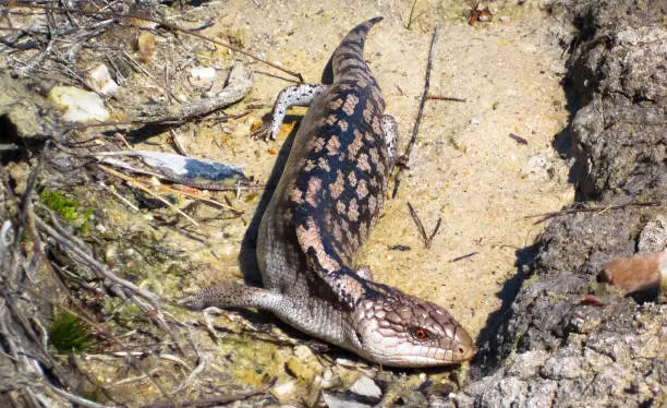 An adult blotched blue-tongued skink (Tiliqua nigrolutea) in the Wilsons Promontory National Park, Victoria, Australia.