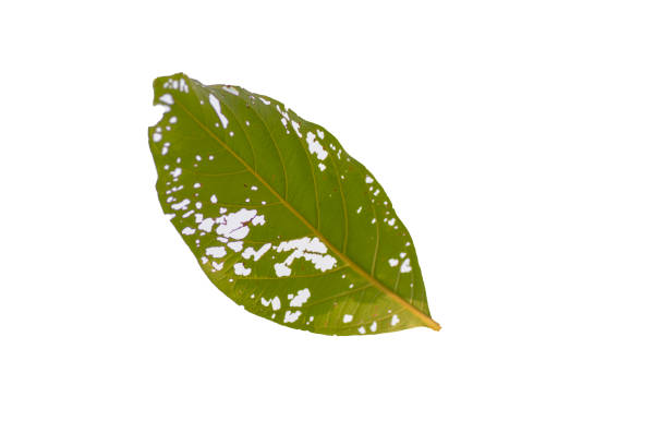 Leaves with insect holes, Isolated on white background.