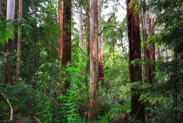 istock Eucalypt Forest in the Great Otway National Park 978410698