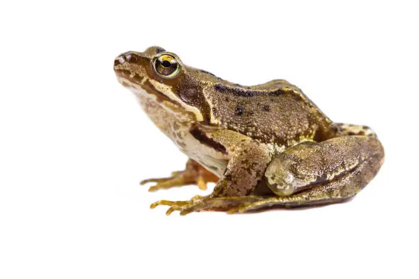 Photo of Common frog on white background