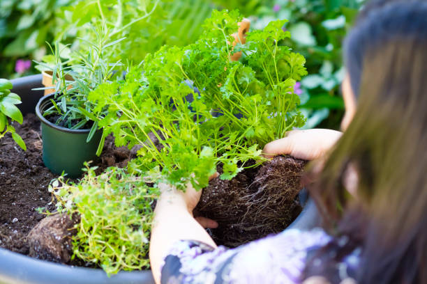 istock Chinese Woman Working In A Flower Pots 978411200