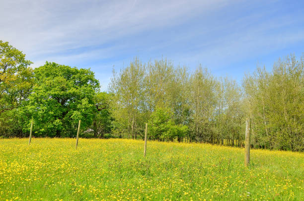 istock Classic british landscape at the Peak district near Manchester 978411226