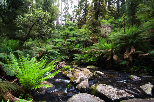 istock Fern Lined Creek in the Great Otway National Park 978411610