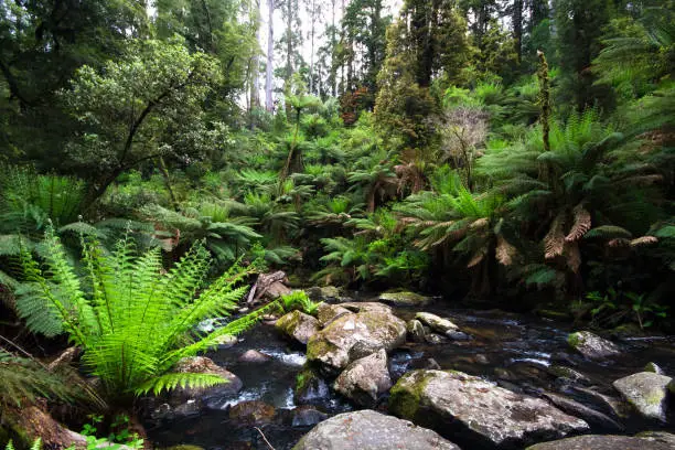 A small creek flows through a lush temperate rainforest lined with tree ferns in the Great Otway National Park, Victoria, Australia.