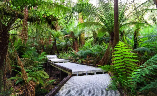 A metal walkway guides hikers through a dense temperate rainforest dominated by tree ferns in the Great Otway National Park, Victoria, Australia.