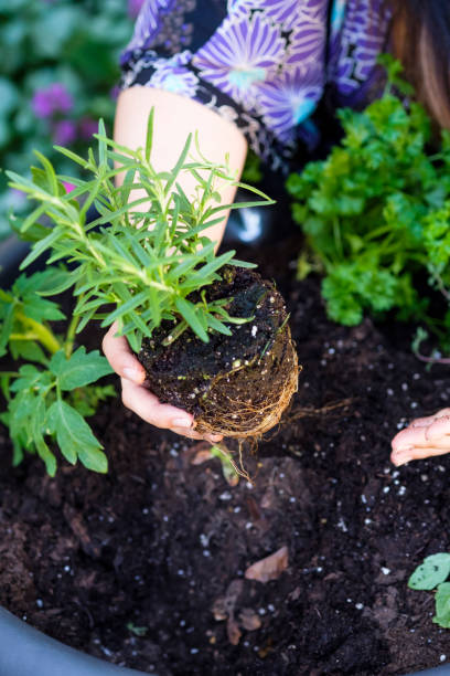 istock Chinese Woman Working In A Flower Pots 978411698