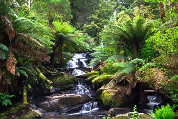 A small creek flows through a lush temperate rainforest lined with tree ferns in the Great Otway National Park, Victoria, Australia.