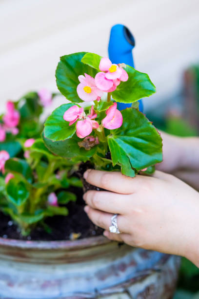 istock Chinese Woman Working In A Flower Pots 978411866