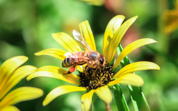 istock Honeybee Collecting Pollen on Capeweed 978412158
