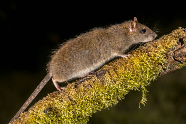 istock Wild Brown rat on log at night 978416396