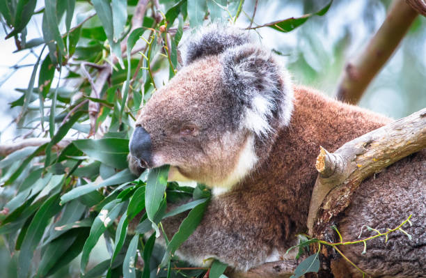 istock Adult Koala in a Eucalyptus Tree 978416790