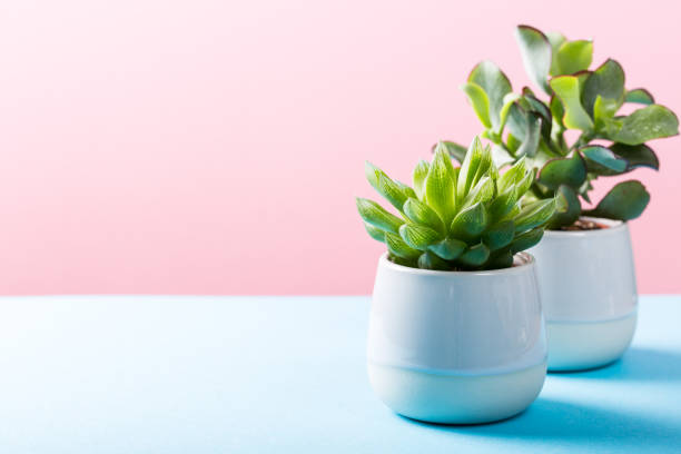 istock Indoor plant succulent plant in gray ceramic pot 978416794