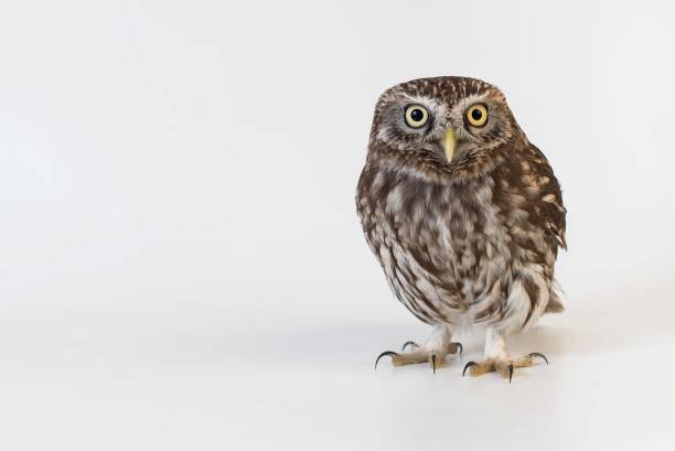 istock Little Owl (Athene noctua) standing in front of a white background 978417830