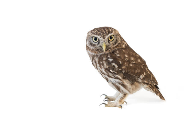 istock Little Owl (Athene noctua) standing in front of a white background 978417884