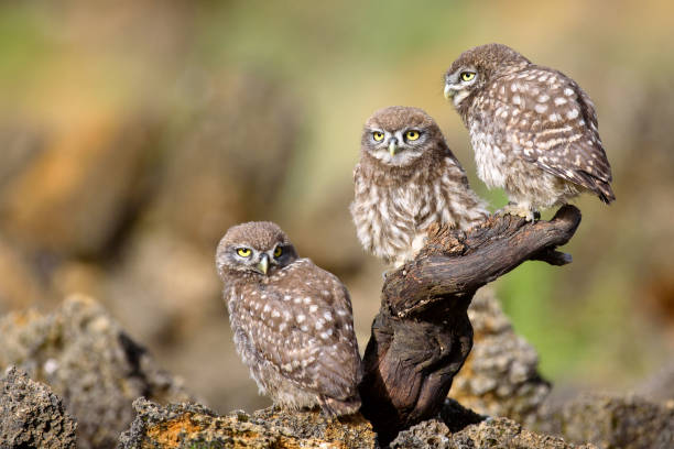 istock Three little owl (Athene noctua) sitting near the nest on a stick 978418164