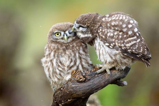 istock Two little owls (Athene noctua) sitting on a stick pressed against each other. 978418166