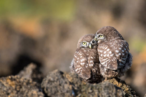 istock Two little owls (Athene noctua) sitting on a rock pressed against each other. 978418214