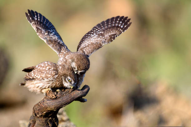 istock Two little owls (Athene noctua) sitting on a stick pressed against each other. 978420412
