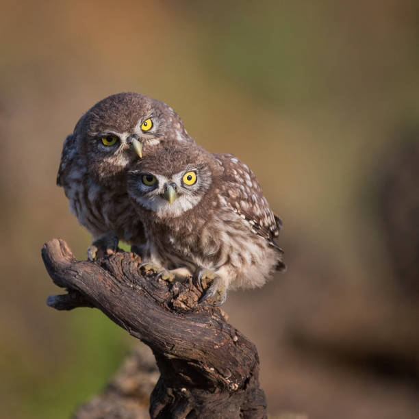 istock Two little owl (Athene noctua) sitting near the nest on a stick 978420830