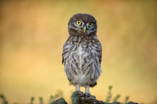 istock The little owl (Athene noctua) is on the stone on a beautiful background 978422454