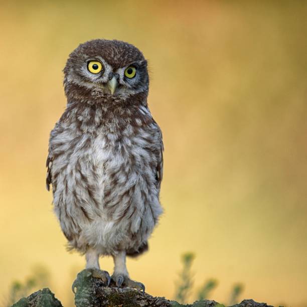 istock The little owl (Athene noctua) is on the stone on a beautiful background 978422476