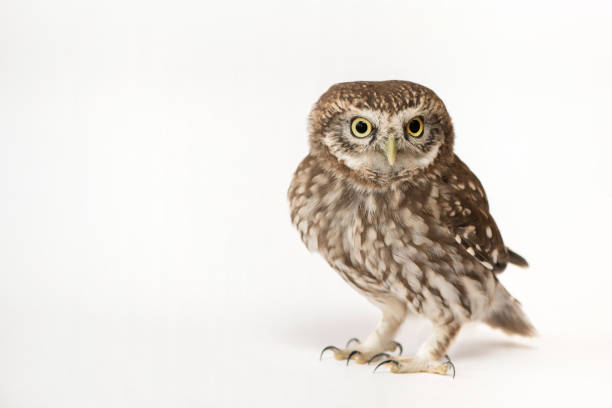 istock Little Owl (Athene noctua) standing in front of a white background 978422626