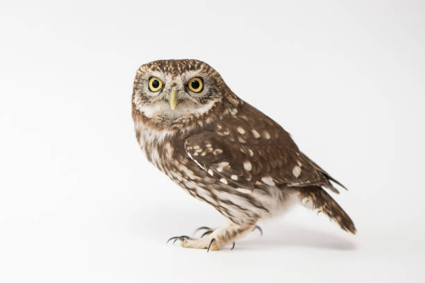 istock Little Owl (Athene noctua) standing in front of a white background 978422662