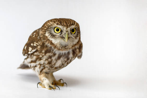 istock Little Owl (Athene noctua) standing in front of a white background 978422728