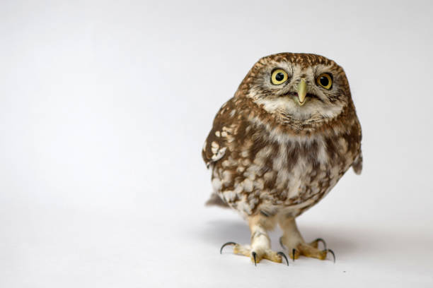 istock Little Owl (Athene noctua) standing in front of a white background 978422760