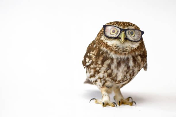 istock Little Owl wearing glasses, (Athene noctua) standing on a white background 978422774