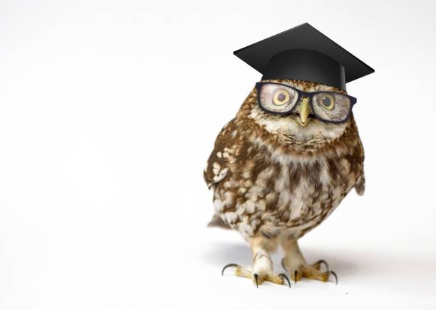 istock Little Owl (Athene noctua) standing in front of a white backgrou 978422822