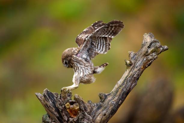 istock little owl (Athene noctua) flies on a stick 978422972