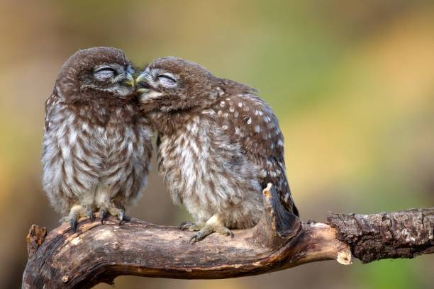 istock Two little owls (Athene noctua) sitting on a stick pressed against each other. 978423216