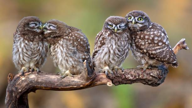 istock Four little owls (Athene noctua) sitting in pairs on a stick 978423256