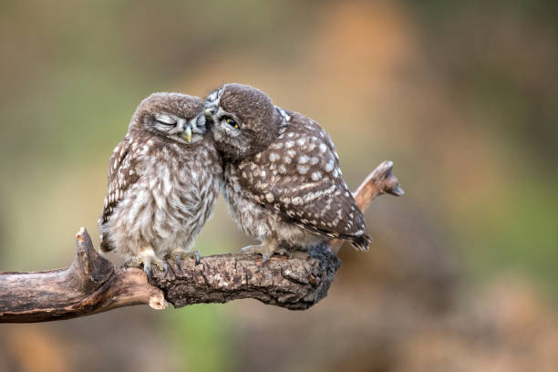istock Two little owls (Athene noctua) sitting in pairs on a stick 978423294