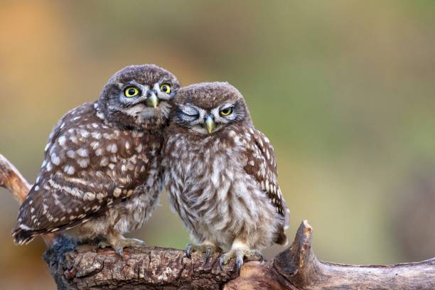 istock Two little owls (Athene noctua) sitting on a stick pressed against each other. 978423338