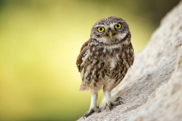 istock The little owl (Athene noctua) stands near his hole 978423382