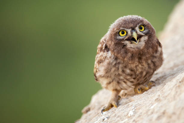 istock Young little owl (Athene noctua) stands near his hole. 978423424