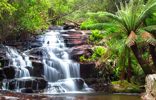 Cora Lynn Falls next to a man fern (aka soft tree fern, Dicksonia antarctica) in the Great Otway National Park, Victoria, Australia.