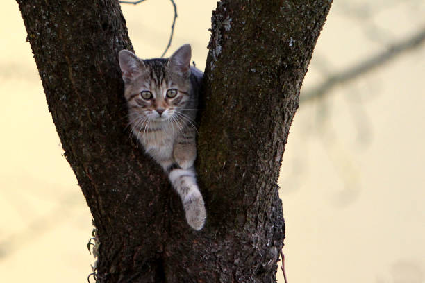 istock Small gray striped european shorthair cat 978426518