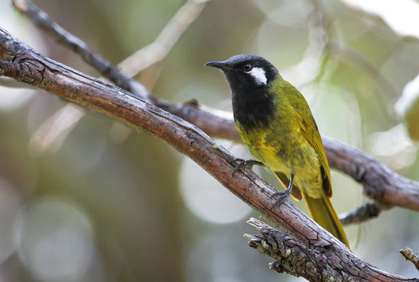 istock White-eared Honeyeater Perched in Australia 978426702