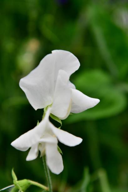 doce leguminosae - pea flower - fotografias e filmes do acervo